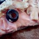 capricciosa