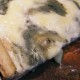 4_formaggi_e_gorgonzola